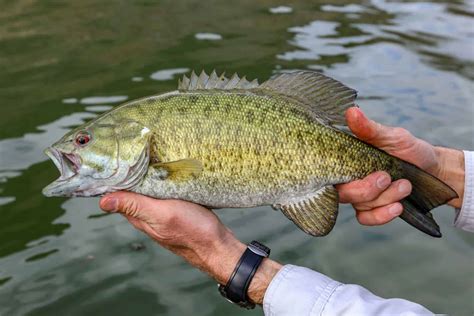 The Different Types of Bass: A Comprehensive Guide