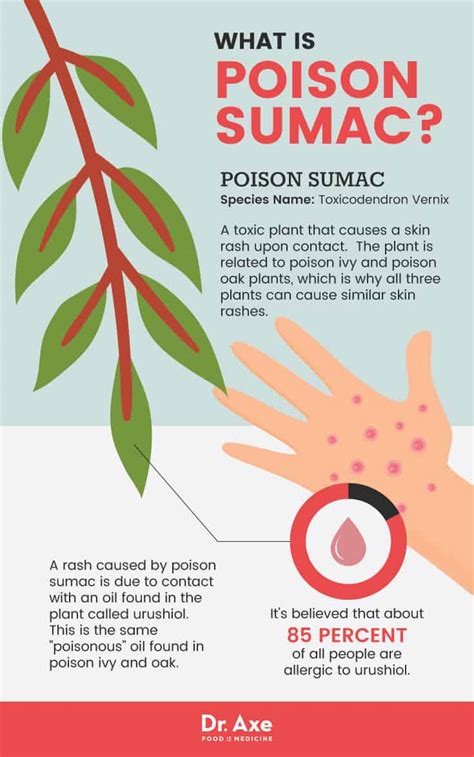 Natural Poison Sumac Prevention & Treatment | Best Pure Essential Oils