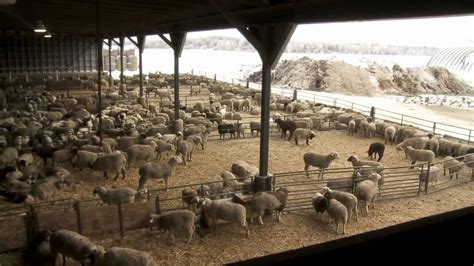 Ontario Lamb Farming | FunnyDog.TV