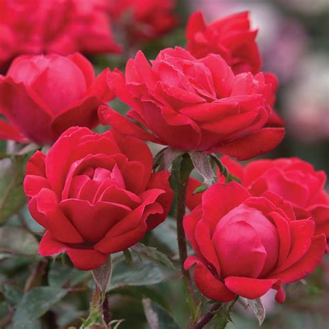 Red Double Knock Out Rose | PlantAddicts.com