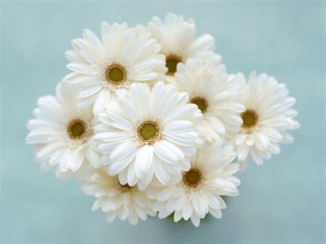 White Flowers wallpaper | 1600x1200 | #38284