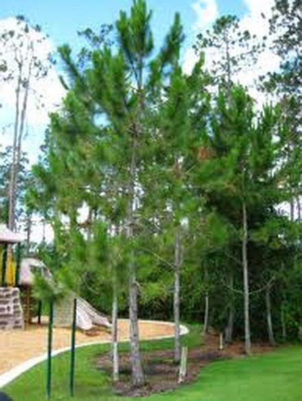 loblolly pine tree CLUSTER | Farm gardens, Planting shrubs, Landscape trees