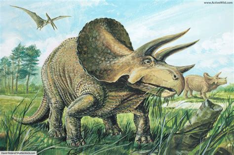 Triceratops Facts for Kids, Students & Adults: Information & Pictures