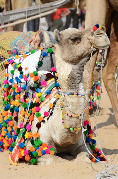 Lyinng Colourful Decorated Camel In Pushkar,India Stock Photo | Royalty ...