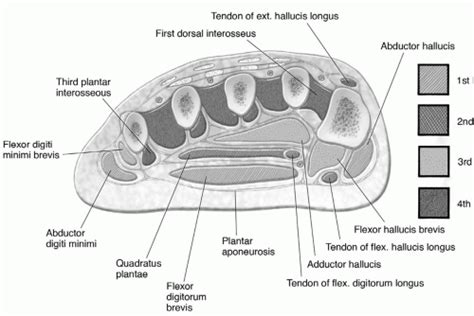 Forefoot Mri Anatomy