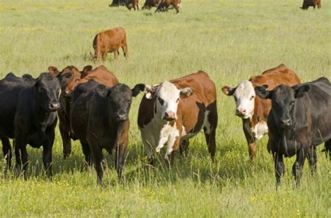 Beef Cattle Farming for Beginners - Countryside