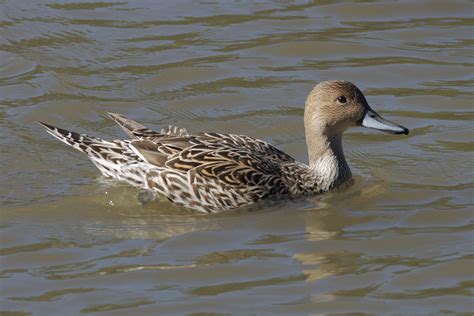 Northern Pintail hen - baro-nite's Album: Wildlife 2013 - PentaxForums.com