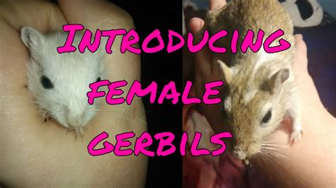 Introducing a female gerbils to a adult female gerbil - YouTube