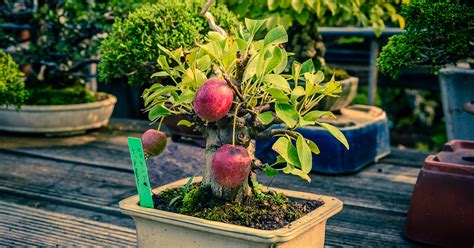 Tiny Bonsai Trees Can Grow Full-Sized Apples and Pomegranates