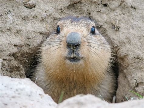 GA Groundhog Day: No Shadow For Gen. Lee, Spring Around Corner ...