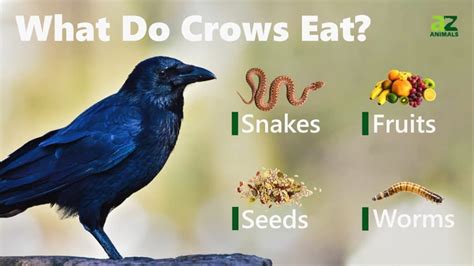 Crow Bird Facts - AZ Animals