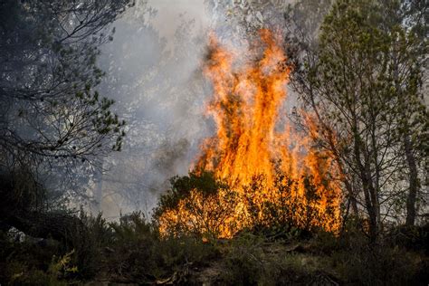 Les quelques points positifs d'un feu de forêt