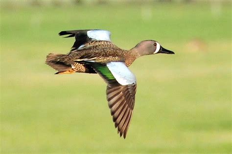 Blue-winged teal drake in flight Lacreek NWR | Photo Credit:… | Flickr