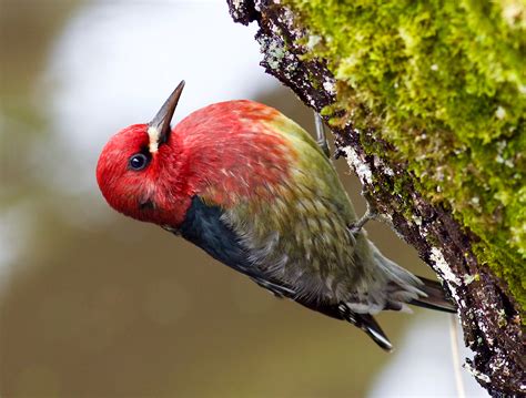 Red-breasted Sapsucker | Audubon Field Guide