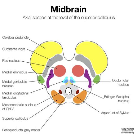 Rostral Midbrain Cross Section