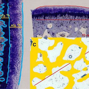 Synovial membrane. Representative histology images of the synovial ...