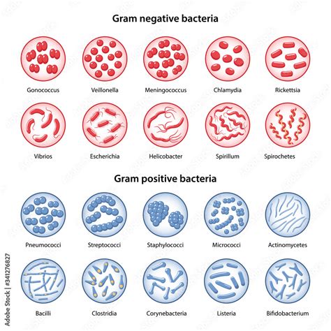 Big set of gram-negative and gram-positive bacteria in magnifying glass ...