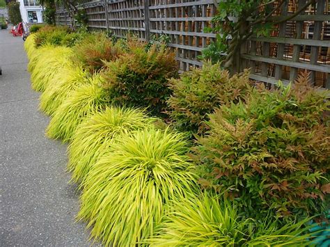 Golden Hakone grass a hardy ornamental