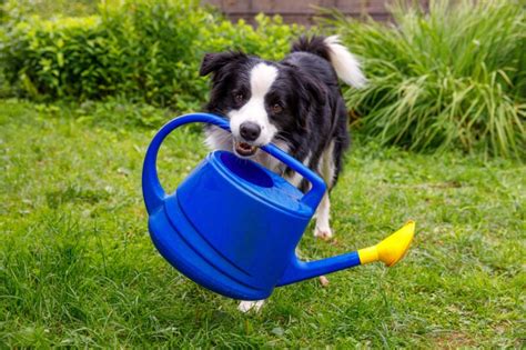 7 Best Dog-Safe Mulches (And 4 to AVOID)!