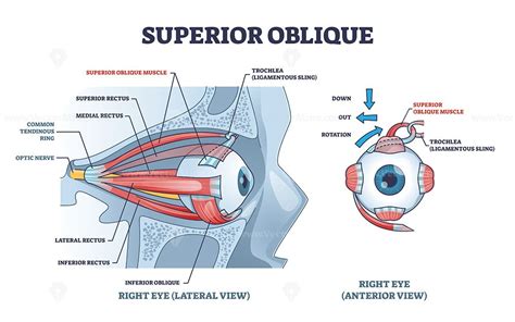 Superior oblique muscle with human eye muscular anatomy outline diagram ...