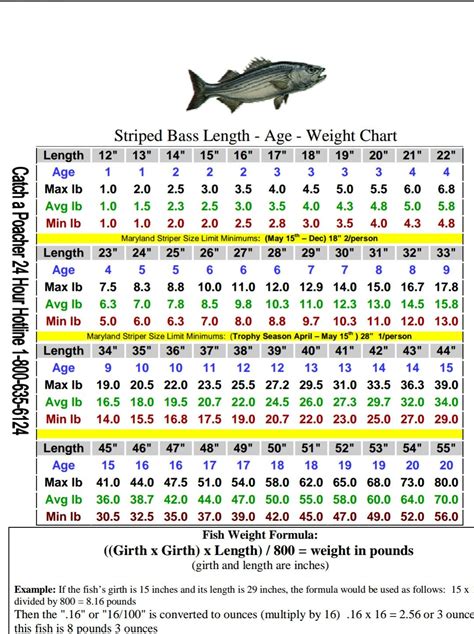 Striped Bass Size Chart