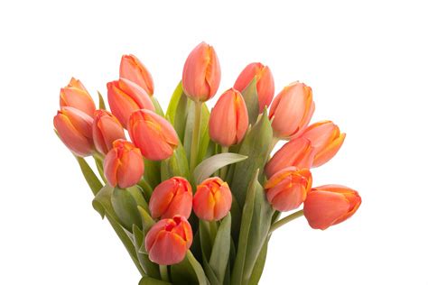 Free photo: Orange Tulips - Beautiful, Beijing, Bloom - Free Download ...