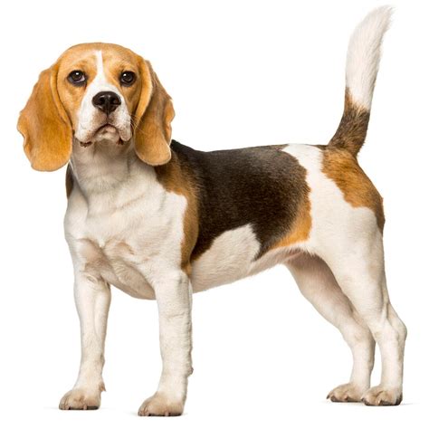 Beagle Dog Breed Information | Purina UK