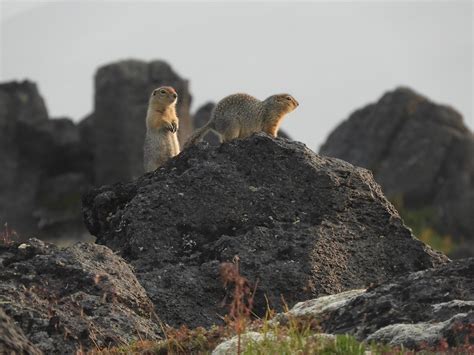 Professional Gopher Removal Services: When To Call A Professional ...