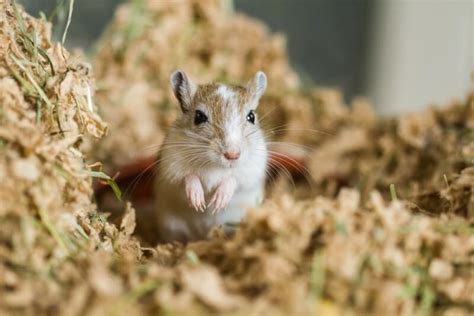 121 Best Gerbil Names In 2024 - We're All About Pets