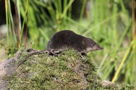 How to Identify Shrews, Moles & Voles | Hunker