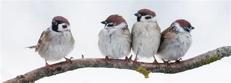 How to Help Birds in the Winter | Do it Best