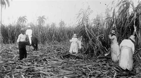 C2_Workers harvesting sugar cane, Cuba, ca. 1908, National Photo ...