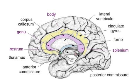 Corpus Callosum Rostrum