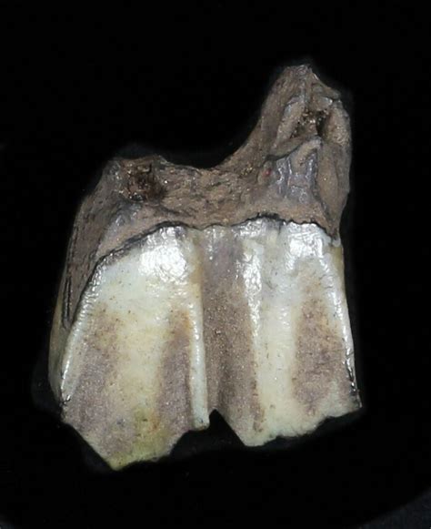 Pleistocene Camel Tooth - Florida (#35399) For Sale - FossilEra.com