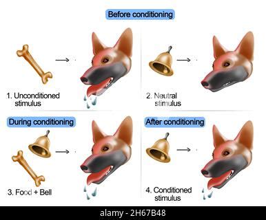 Pavlov’s Dog Experiment Stock Photo - Alamy