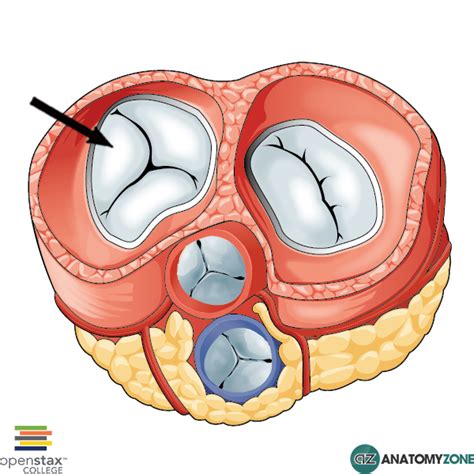 Tricuspid Valve • Cardiovascular • AnatomyZone