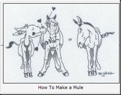 The Donkey Archives: Mule Facts