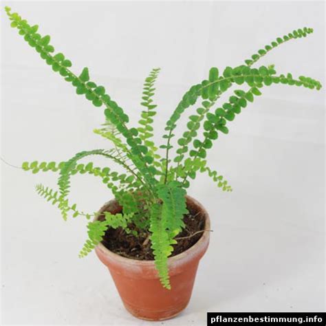 Nephrolepis cordifolia