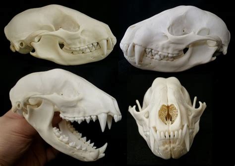 Crâne de Raton Laveur / Raccoon Skull (Procyon lotor) | Raccoon skull ...