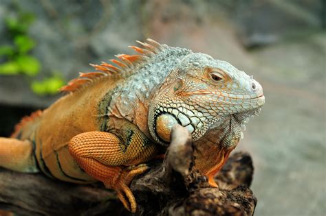 Iguanas - Reptiles/Amphibians - Animal Encyclopedia