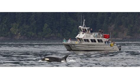 Anacortes Whale Watching