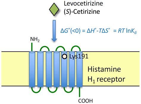 IJMS | Free Full-Text | Differential Regulation of Thermodynamic ...