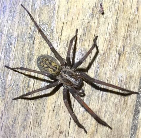 Female Eratigena atrica (Giant House Spider) in Calumet , Michigan ...