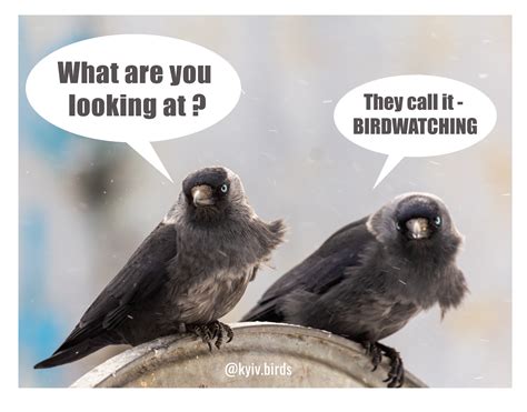 birdwatching meme | Bird watching, Bird feeders, Bird