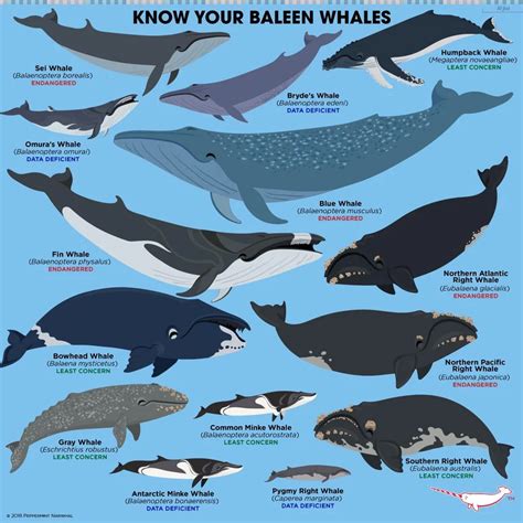 Guide to baleen whales! : coolguides | Baleen whales, Animal facts ...