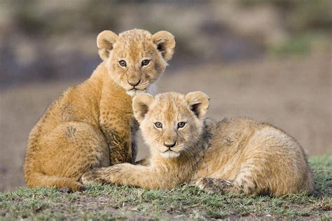 Young African Lion Cubs Photograph by Suzi Eszterhas