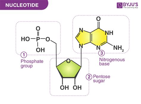 What is Nucleotide? - Definition, Structure of Nucleotide with FAQs