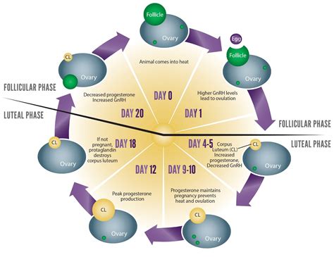 The GENEX Blog: Dairy Synchronization: A Learning Experience - Part 1