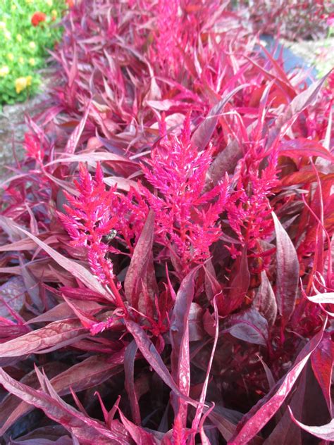 'Dragon's Breath' Celosia | Rotary Botanical Gardens