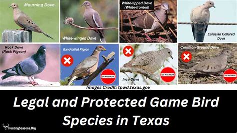 Dove Season Texas 2024-2025: New Dates, Bags & Hunting Zones!